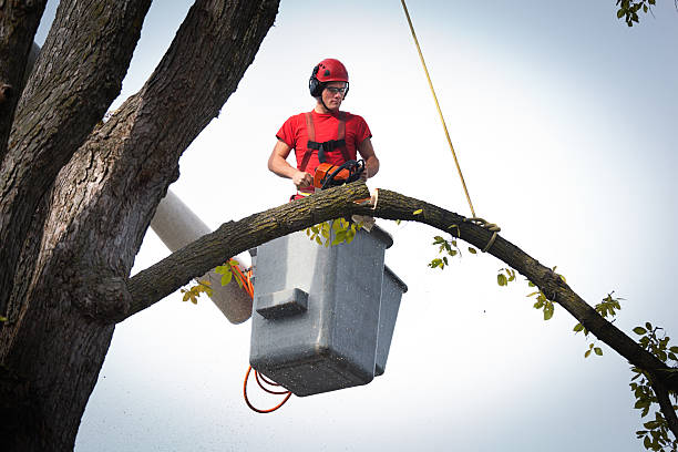 Professional  Tree Services in Parkville, MD